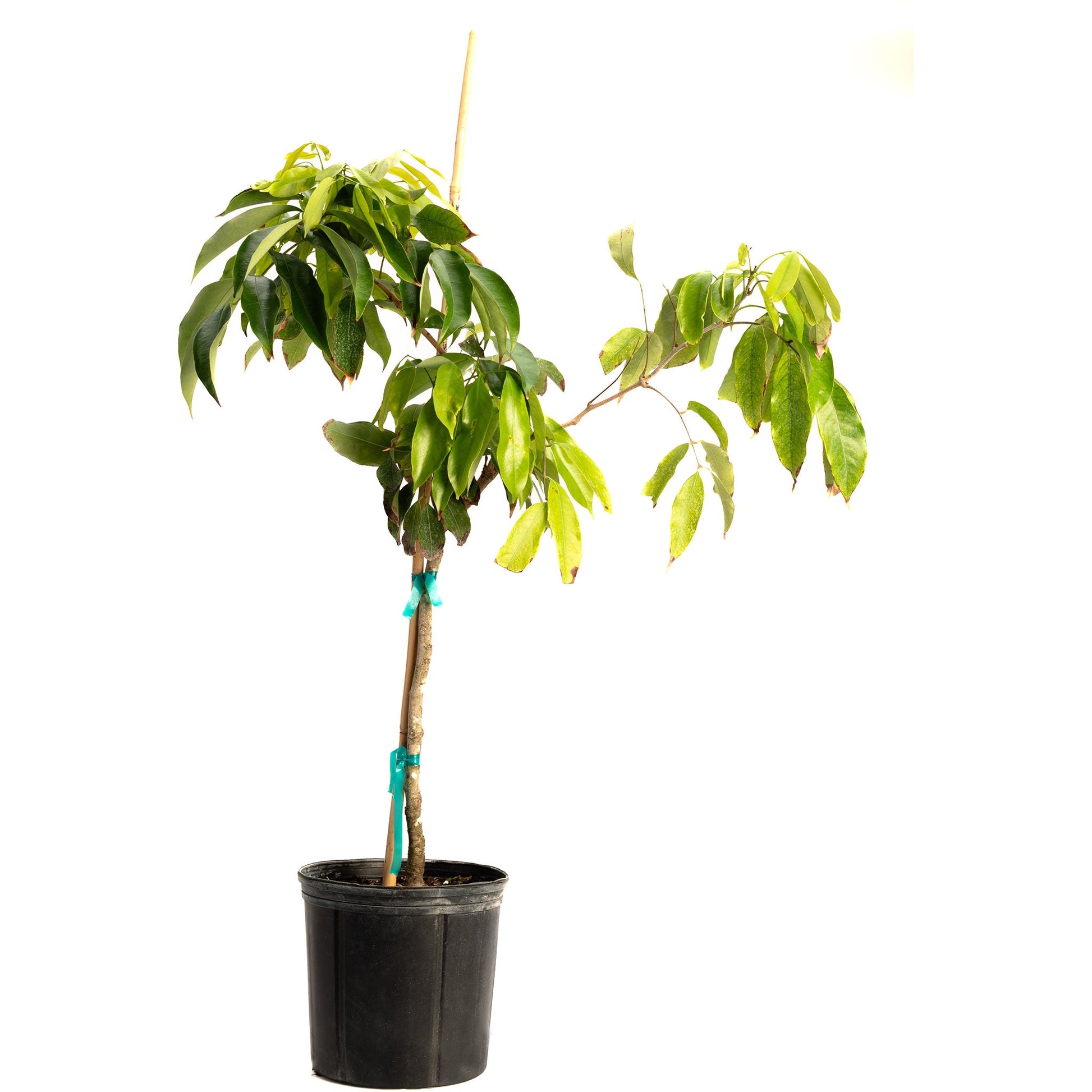 lychee plant in pot Mauritius Lychee – Epic Gardening