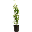 Everbearing Mulberry Tree