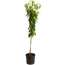 Black Tartarian Cherry Tree
