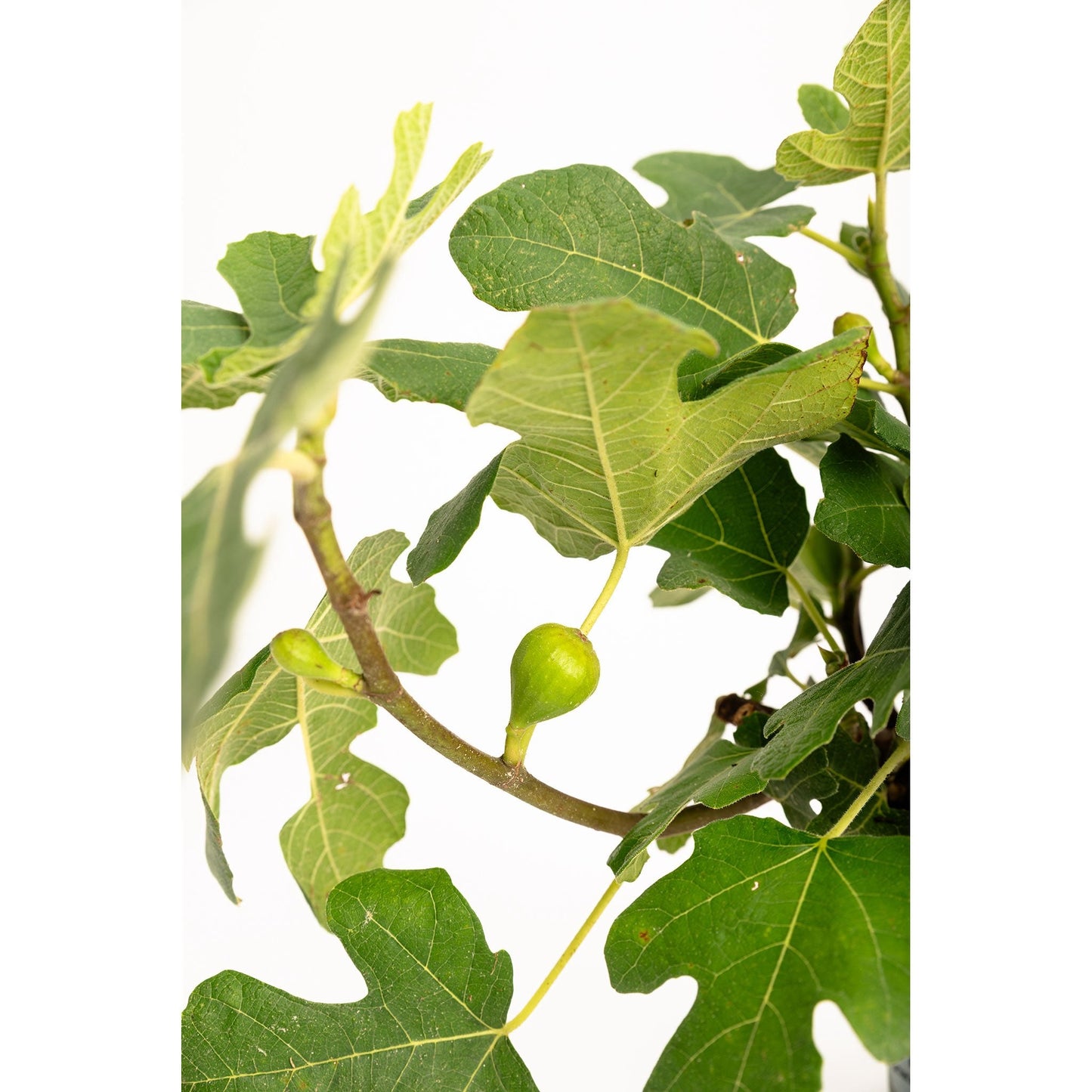 Fignomenal Fig