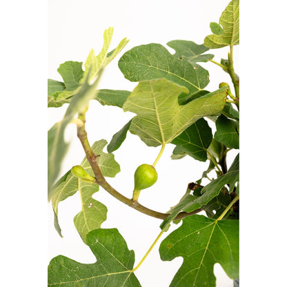 Fignomenal Fig