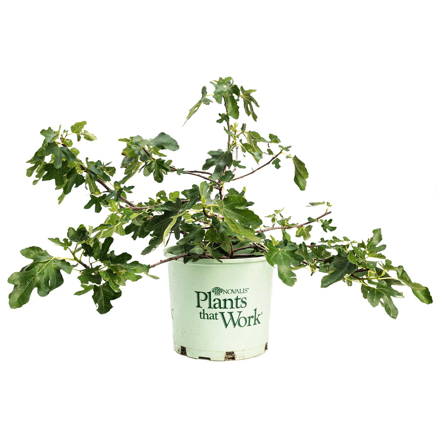 Fignomenal Fig