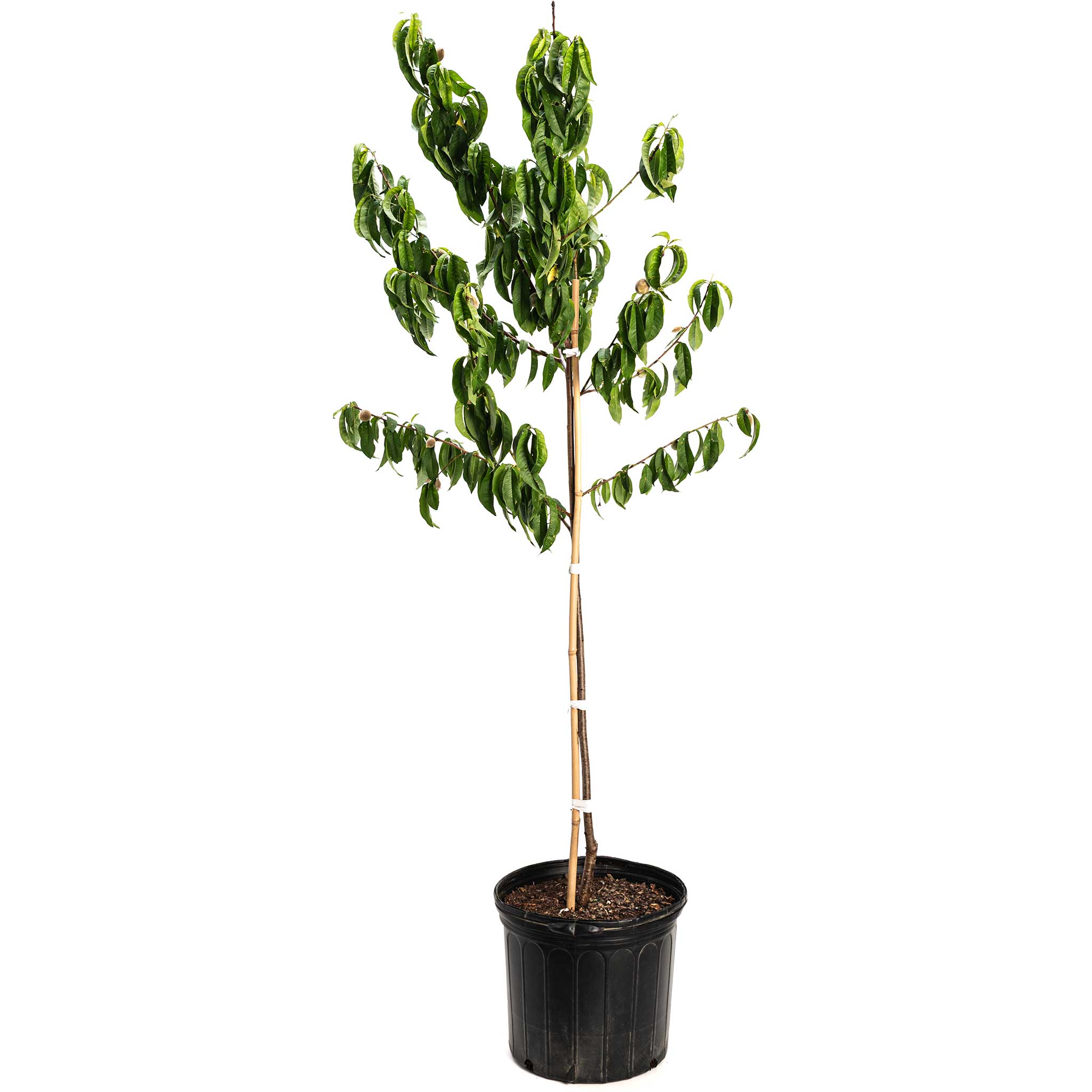 Elberta Peach Tree – Epic Gardening