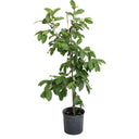 Guava Tree - White