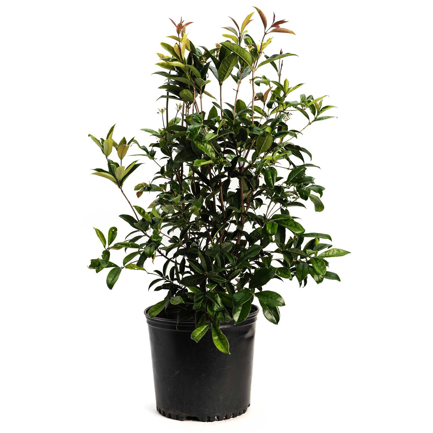 Fragrant Tea Olive Tree