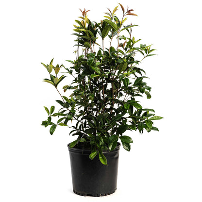 Fragrant Tea Olive Tree