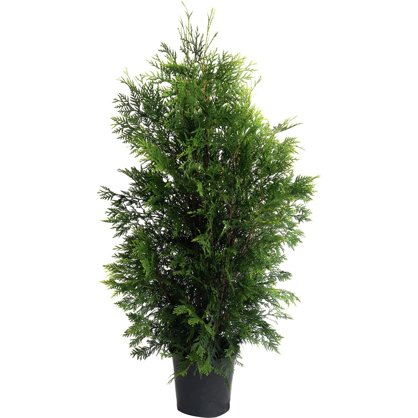 American Pillar Thuja