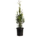 Junior Giant Thuja Tree