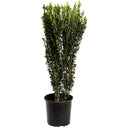 Potted Sky Pencil Holly with green foliage on a white background