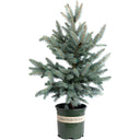 Baby Blue Eyes Spruce