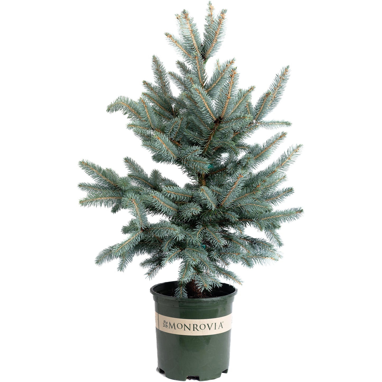 Baby Blue Eyes Spruce