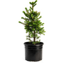 Norway Spruce