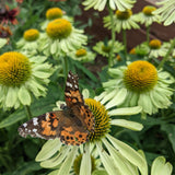 Alan's Pride Echinacea Seeds