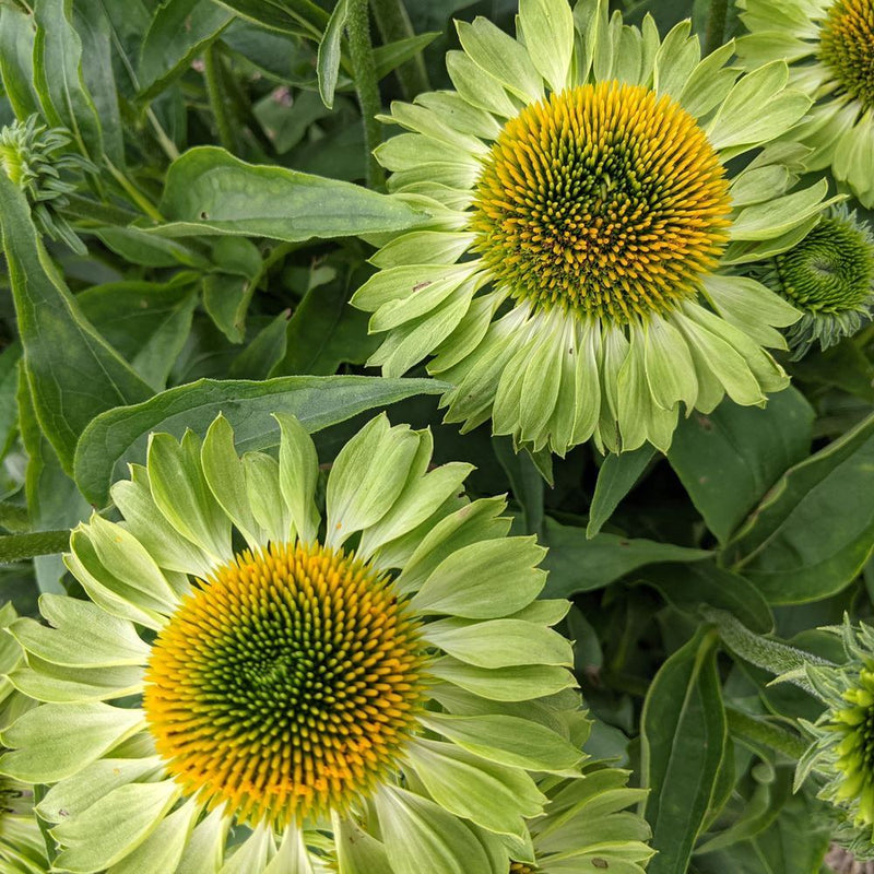 echinacea green envy seeds Alan's Pride Echinacea Seeds