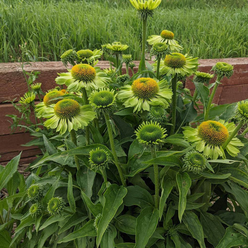 where are the seeds in echinacea Alan's Pride Echinacea Seeds – Epic Gardening