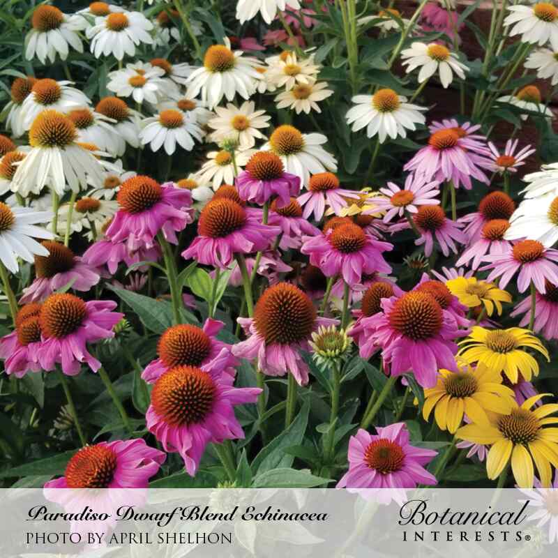 echinacea seed pods Paradiso Dwarf Blend Echinacea Seeds