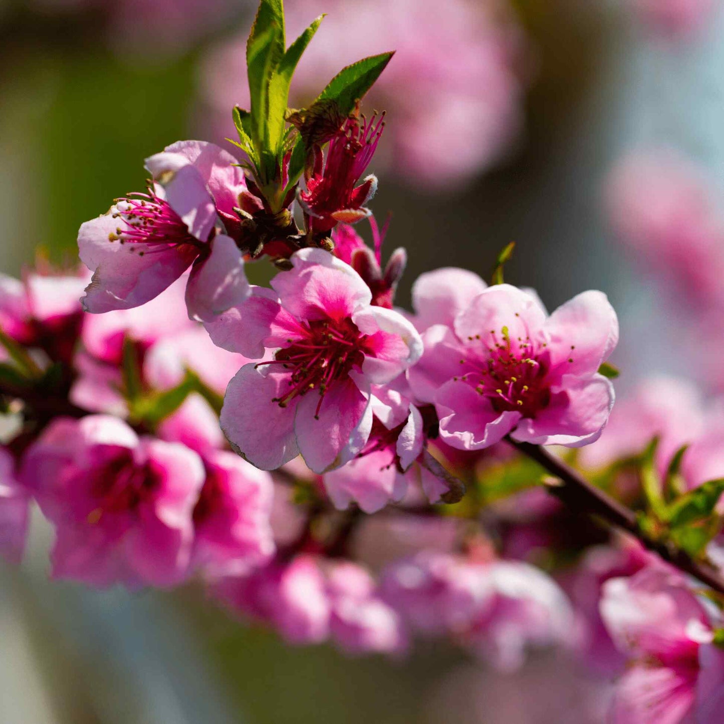 Elberta Peach Tree