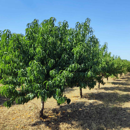 Elberta Peach Tree