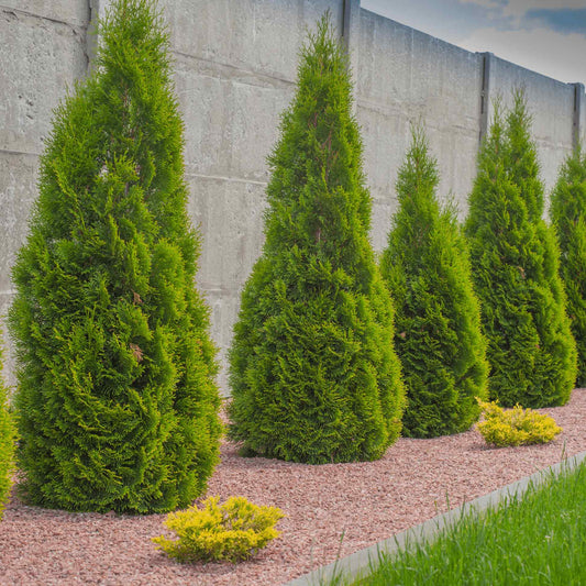 Emerald Green Arborvitae