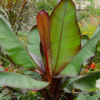 Ensete Banana