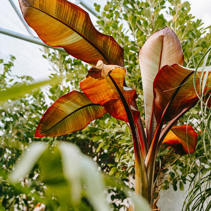 Ensete Banana