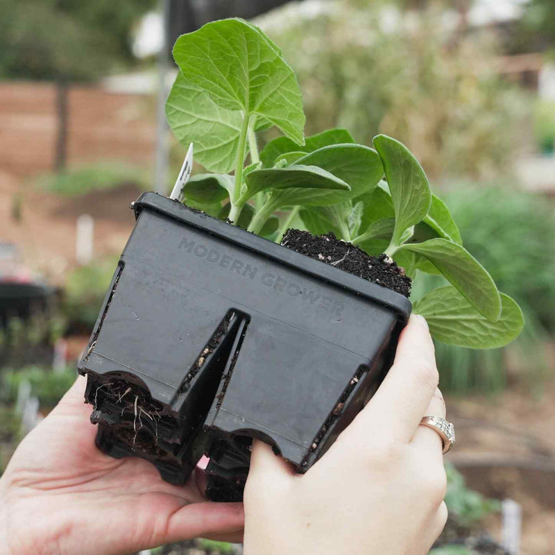 black plastic trays for plants Epic 4-Cell Seed Starting Trays
