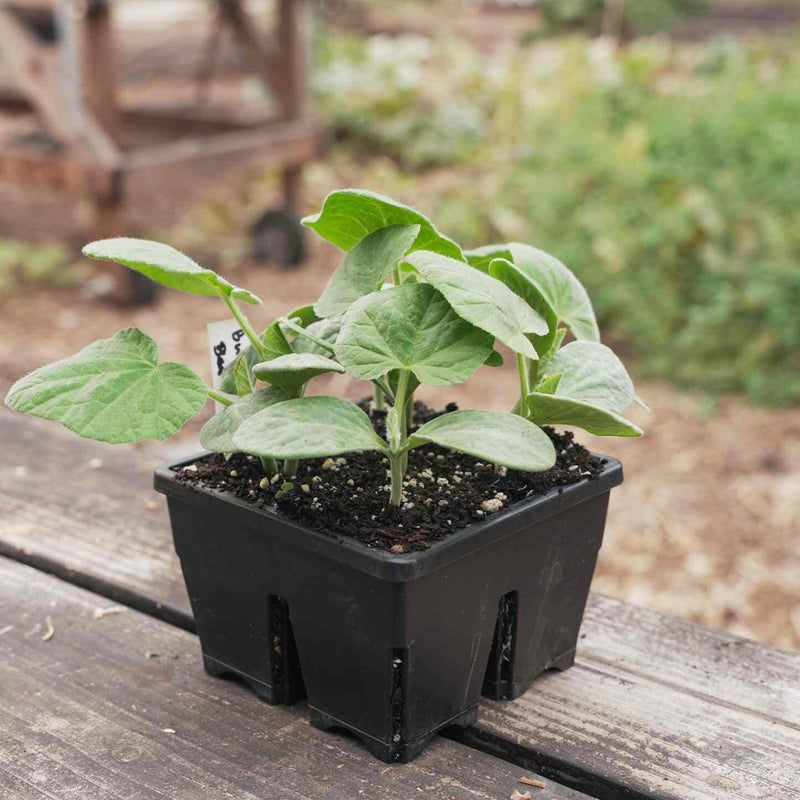 plastic tray for plants near me Epic 4-Cell Seed Starting Trays