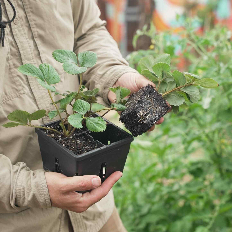 plant pots and seed trays Epic 4-Cell Seed Starting Trays