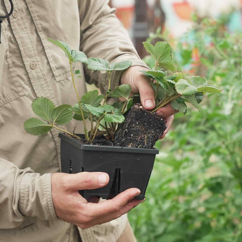 plug trays for planting seeds Epic 4-Cell Seed Starting Trays