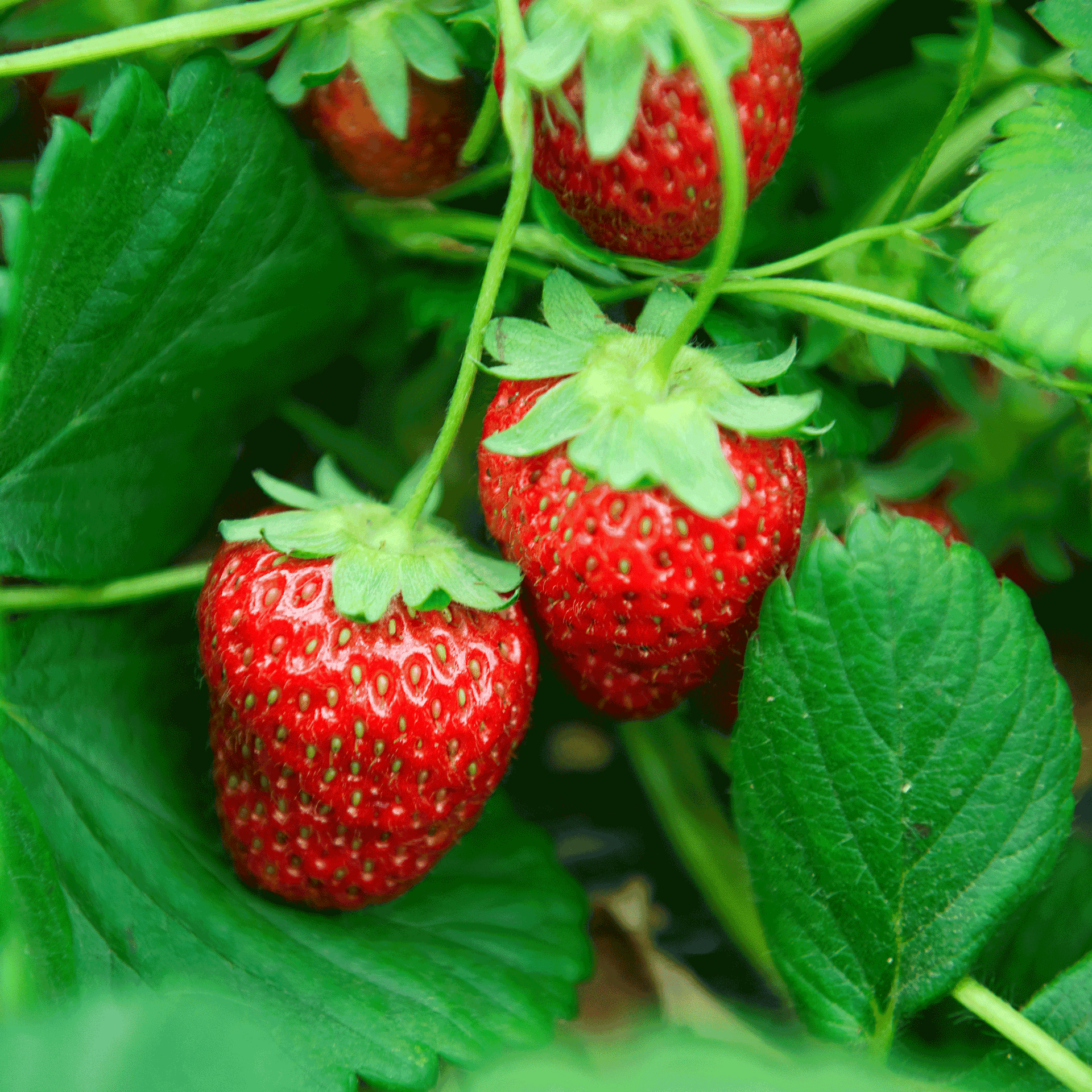 organic everbearing strawberry seeds Everbearing Strawberry – Epic Gardening