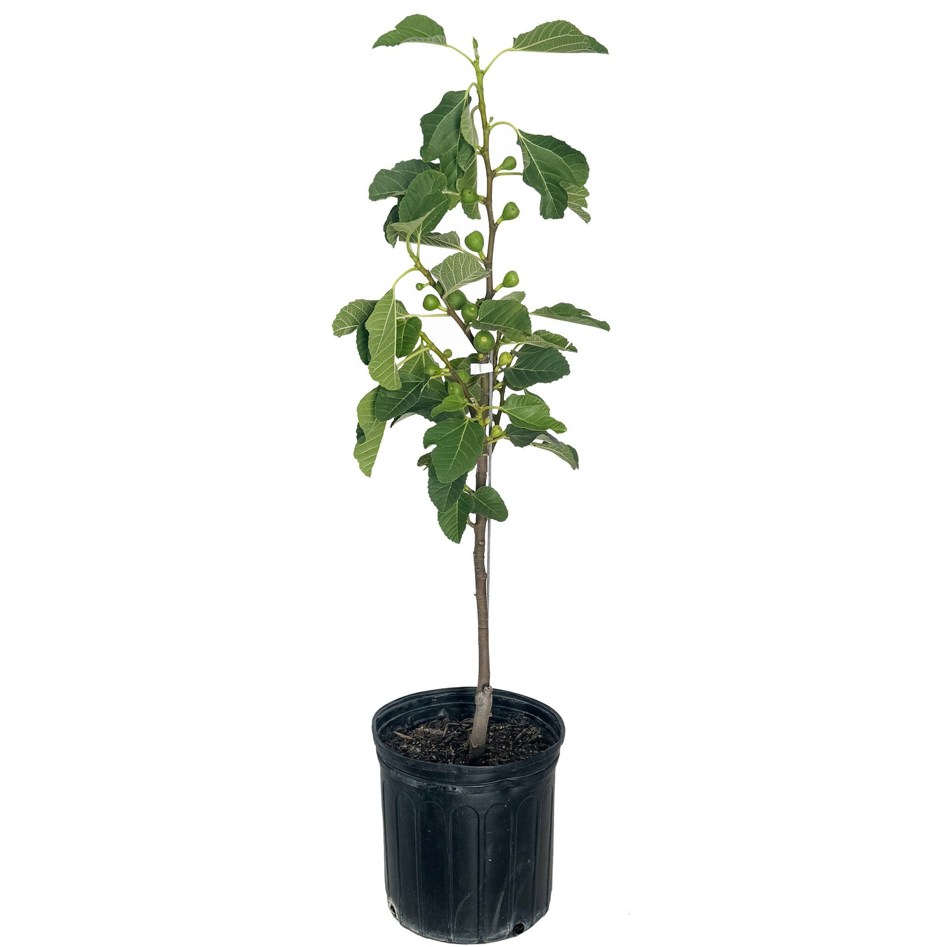 Fignominal Fig Tree