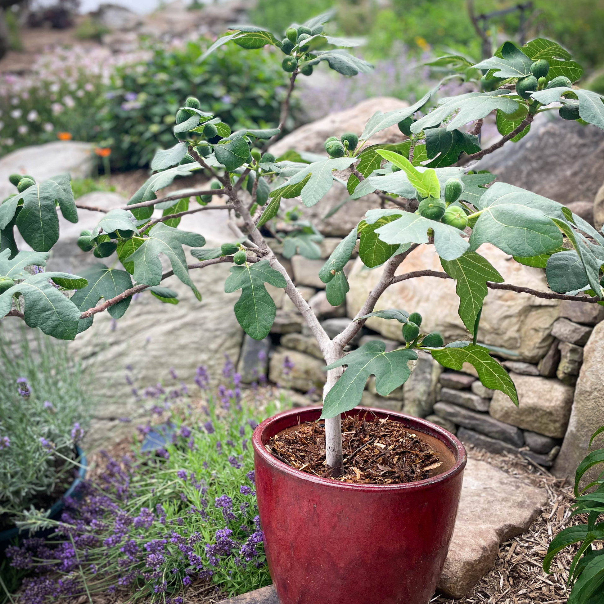 plant a fig tree in a pot Fignomenal Fig – Epic Gardening