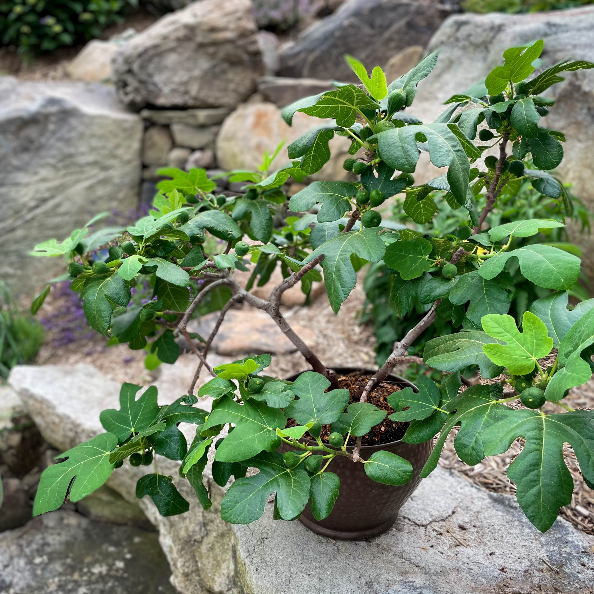fig tree potted plant Fignomenal Fig – Epic Gardening