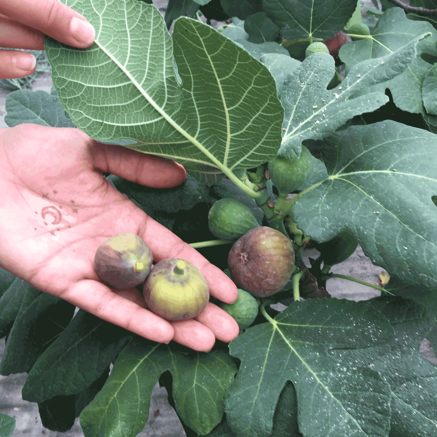 Fignomenal Fig