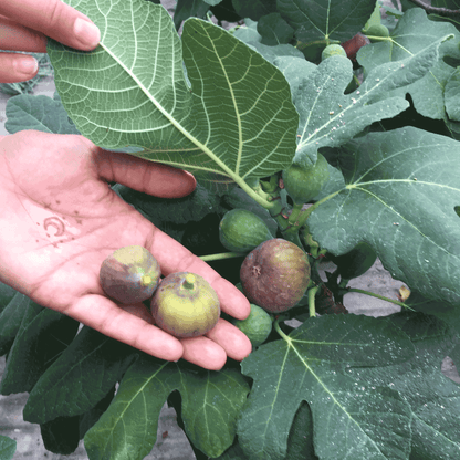 Fignomenal Fig