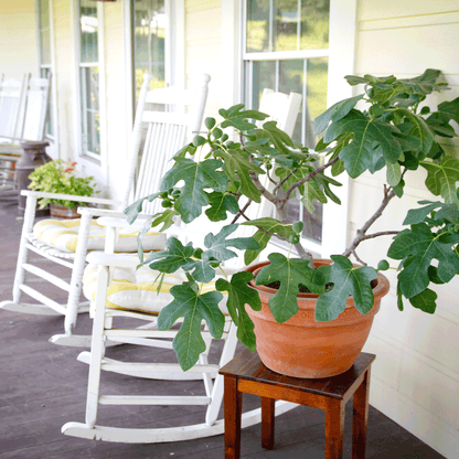 Fignomenal Fig