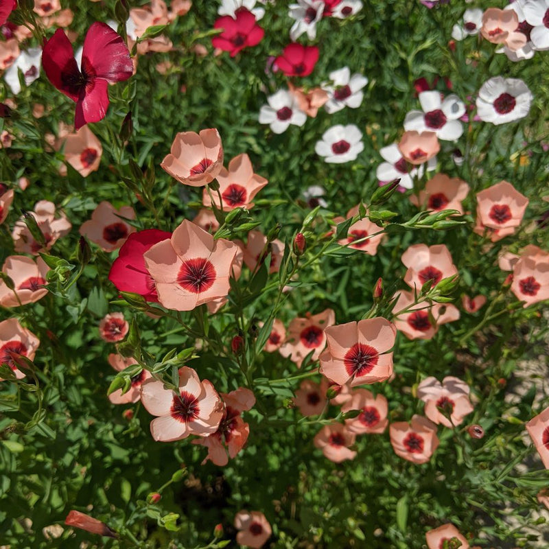 Charmer Blend Flax Seeds