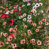 Charmer Blend Flax Seeds