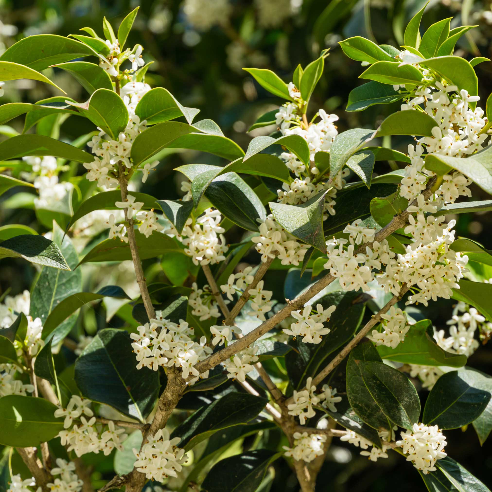 Fragrant Tea Olive Tree – Epic Gardening