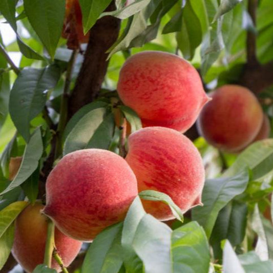 Frost® Peach Tree