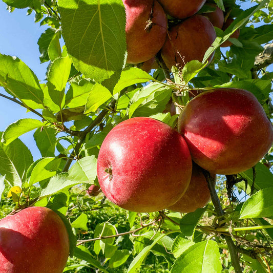 Fuji Apple Tree