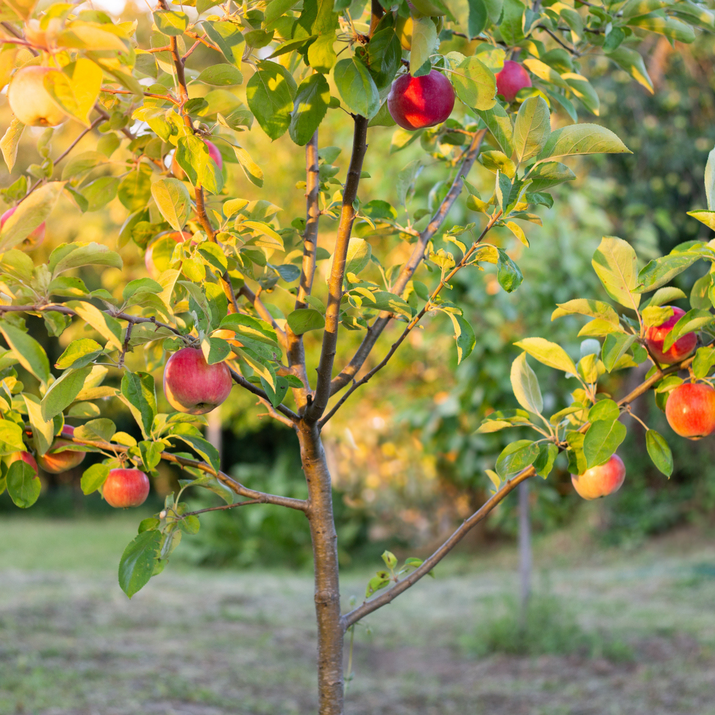 4-Tree Apple Orchard