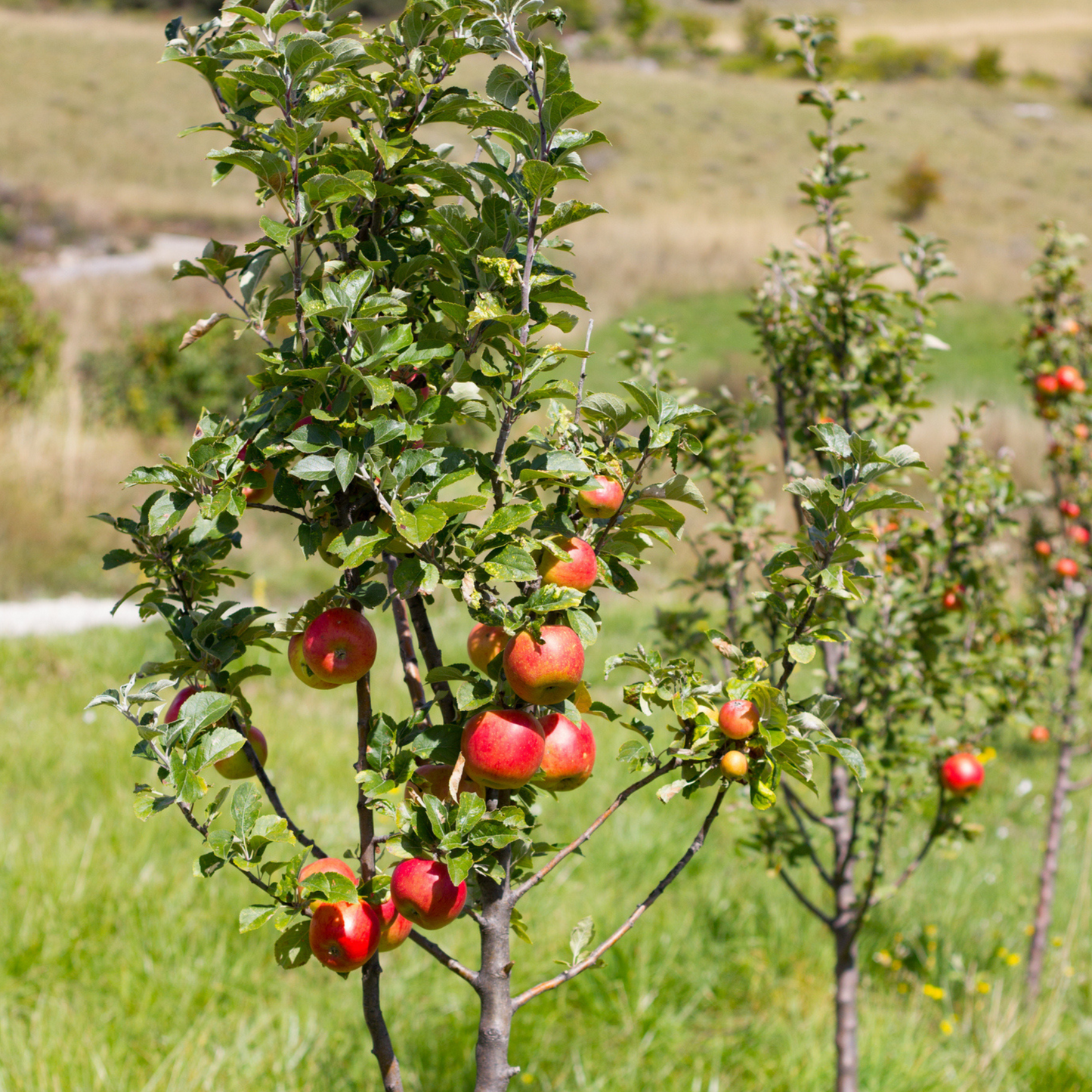 4-Tree Apple Orchard