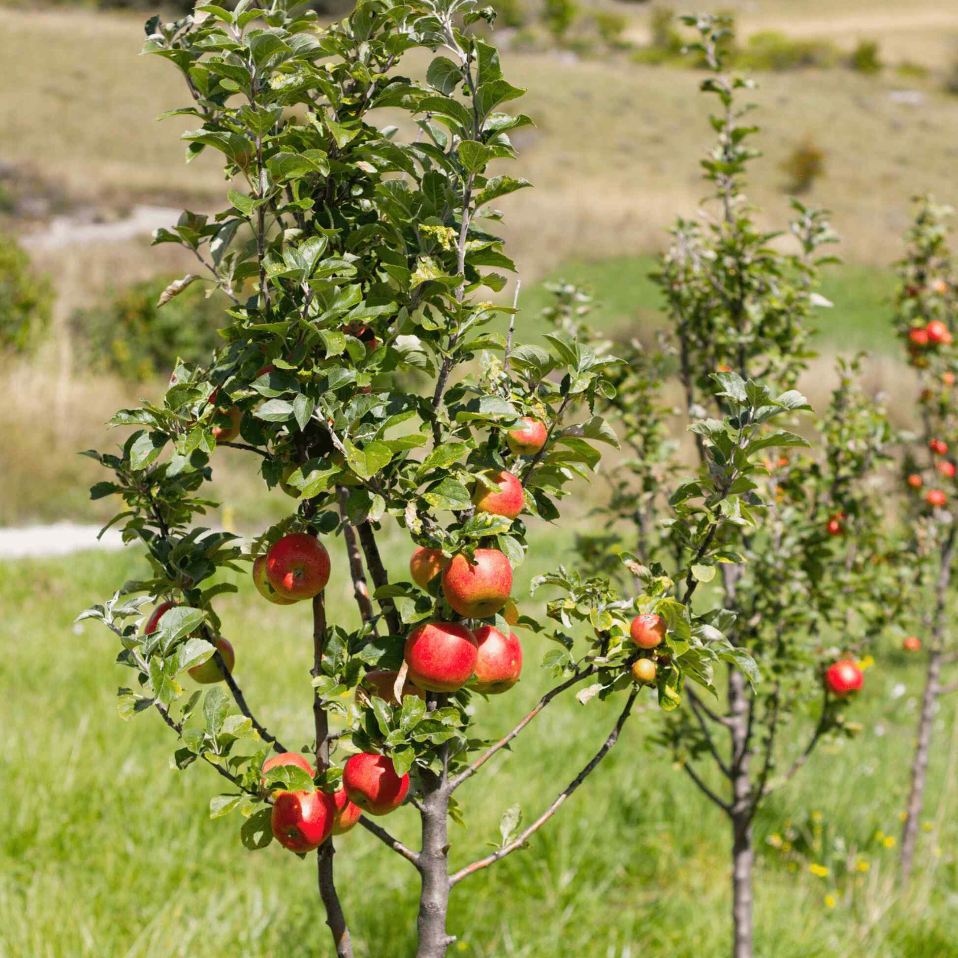 apple seeds planting Gala Apple Tree