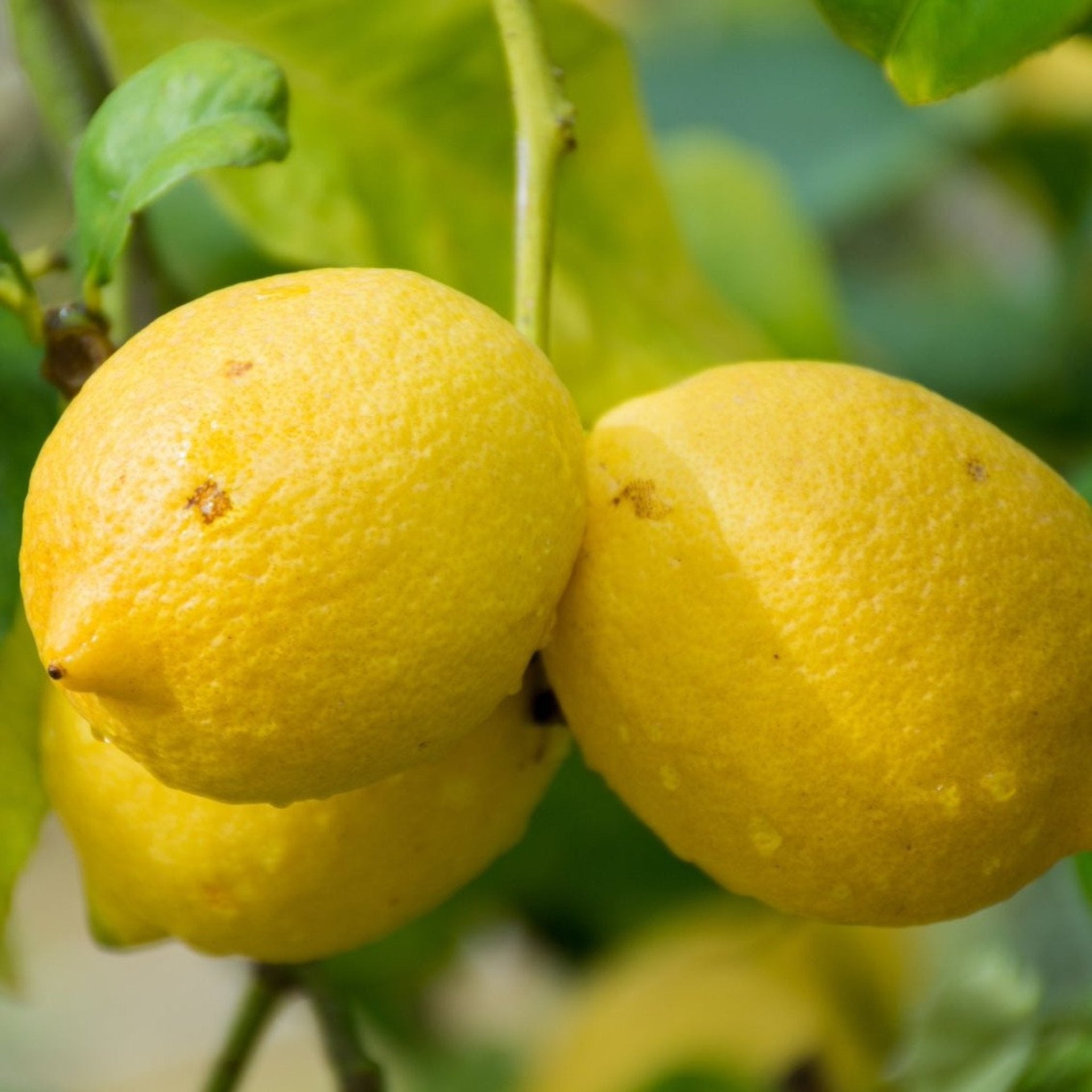 Genoa Lemon Tree – Epic Gardening