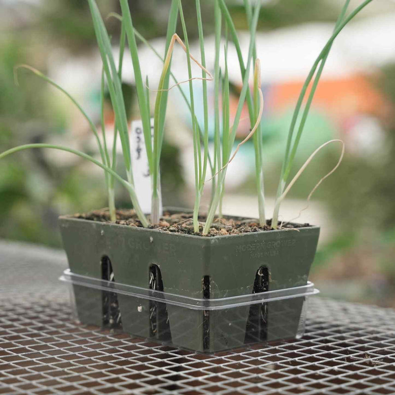 dome keeper plant seed Epic Humidity Domes & Bottom Trays (6-Cell) – Epic Gardening
