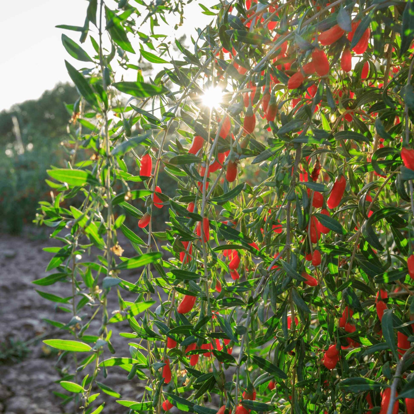Goji Berry – Epic Gardening