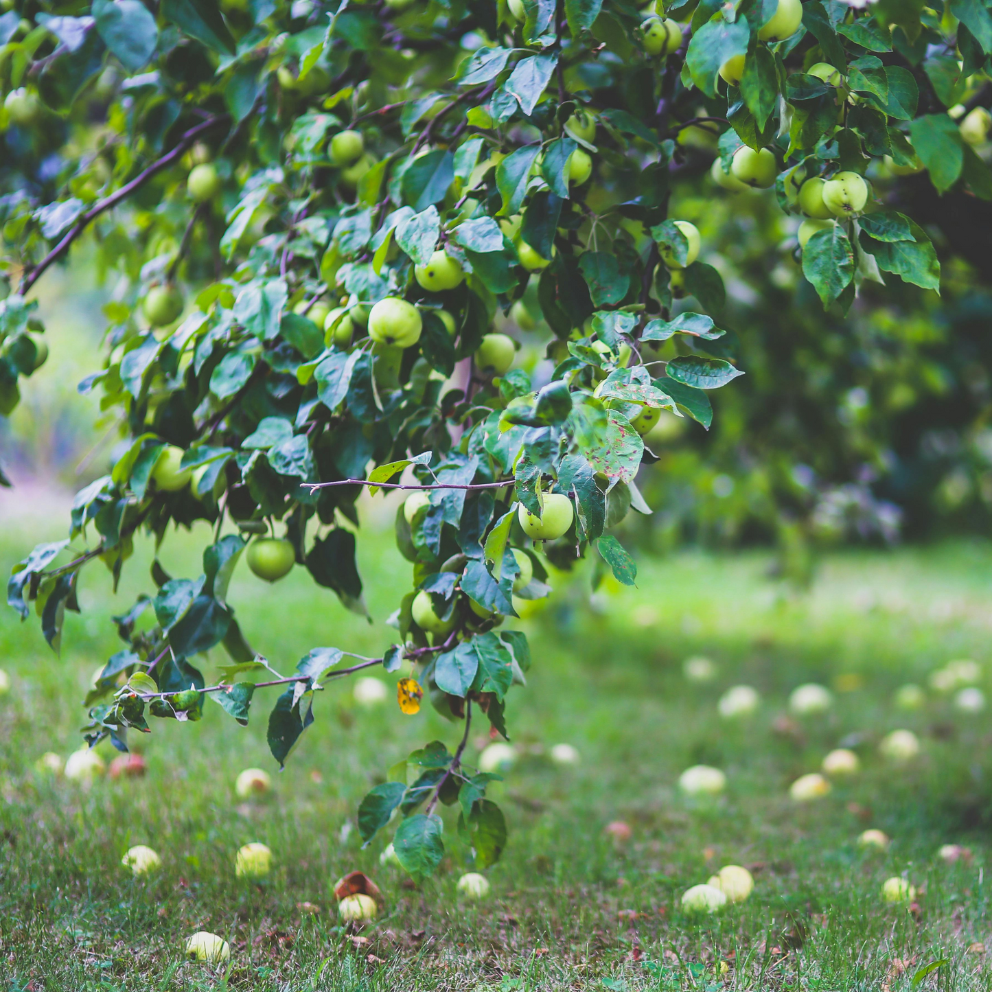 4-Tree Apple Orchard