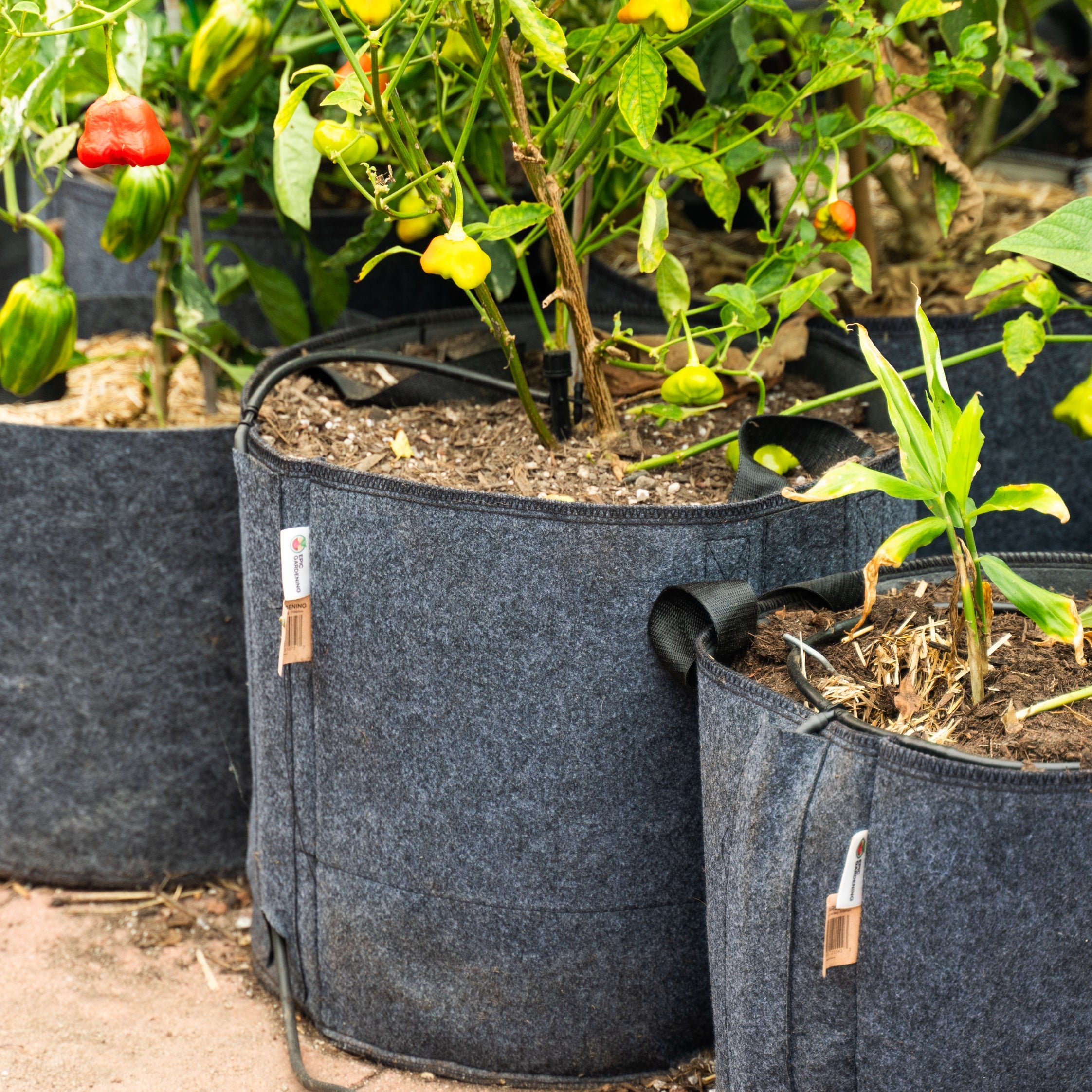 HDPE Grow bags, For Terrace Gardening at Rs 75/unit in Jalandhar | ID:  19578841430
