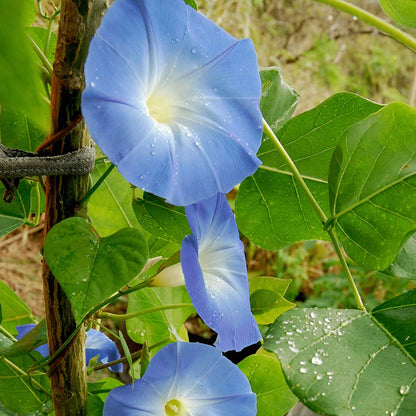 Heavenly Blue Morning Glory Seeds